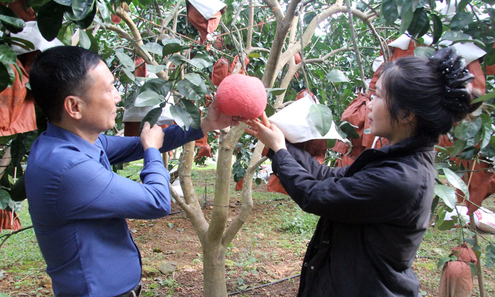 Chị Lưu Thị Thơm giới thiệu sản phẩm bưởi đỏ của gia đình.